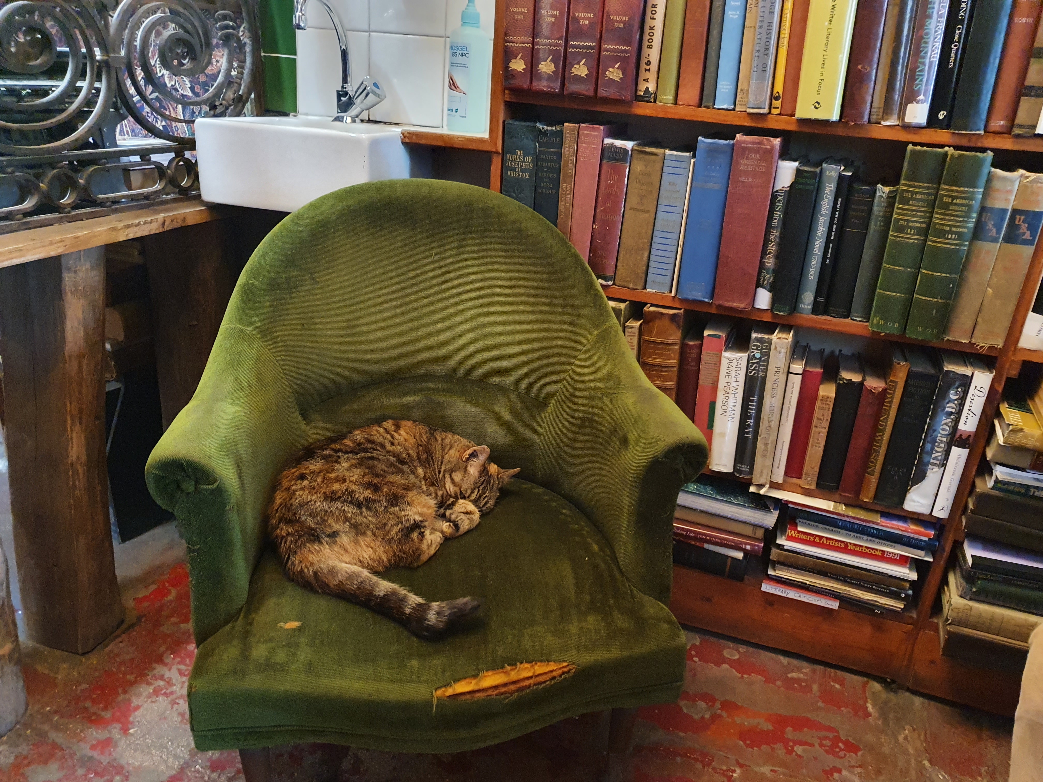 Cat resting on a windowsill