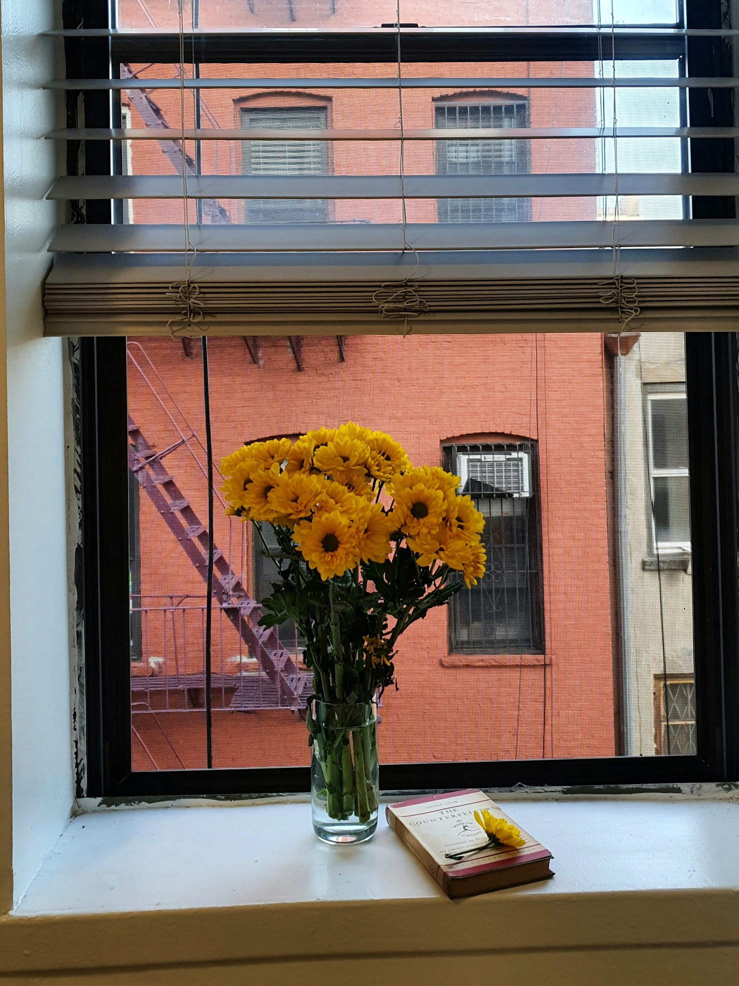 Flowers by a window